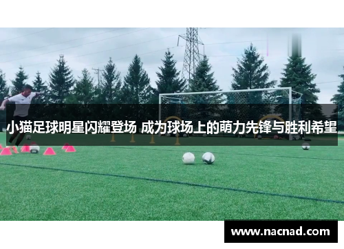 小猫足球明星闪耀登场 成为球场上的萌力先锋与胜利希望